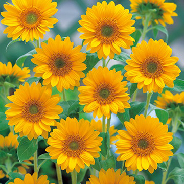 ひまわり・F1サンリッチ フレッシュオレンジ| 種・苗・ガーデニング