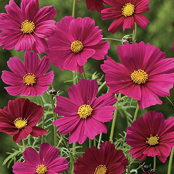 コスモス・センセーション ダズラ| 種・苗・ガーデニング用品の