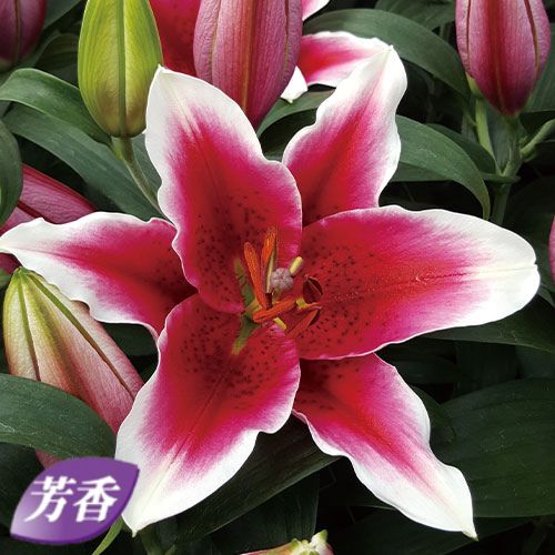 花梅・鹿児島紅梅| 種・苗・ガーデニング用品の【タキイネット通販】