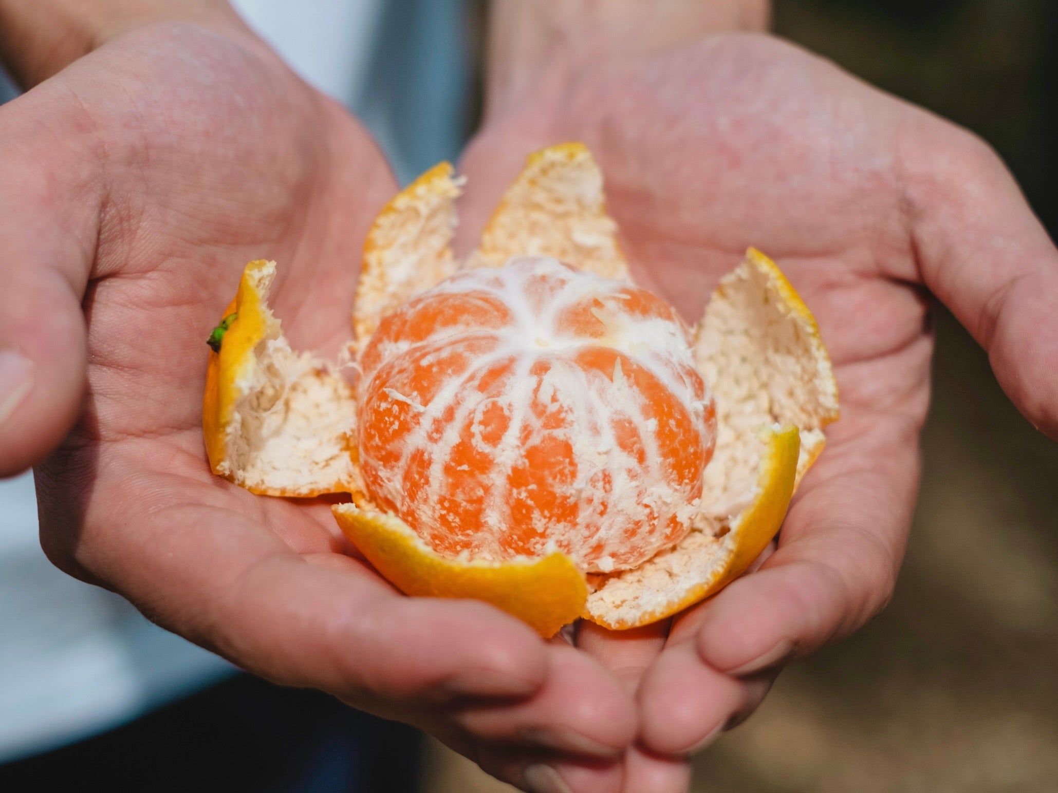 川上みかん｜新口農園｜オンラインショップ – SHINGUCHI FARM