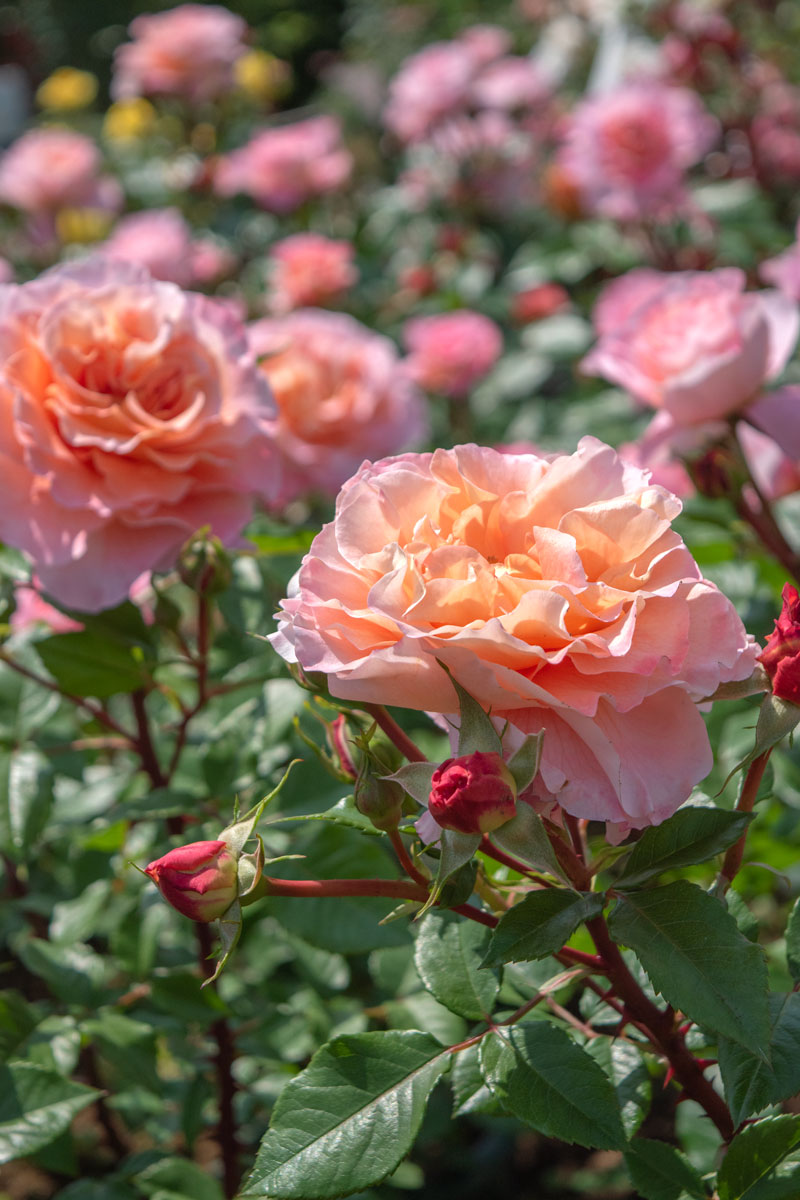 アウグスタ ルイーゼ ｜バラ苗の通販の篠宮バラ園