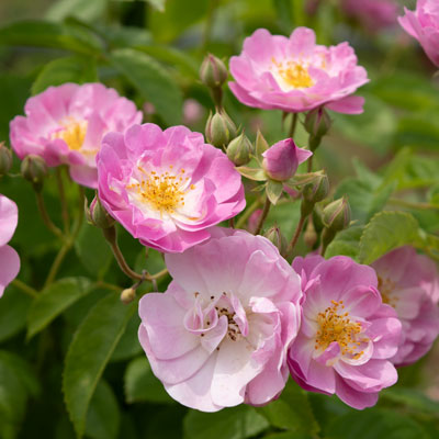 ローラ ダボー｜バラ苗の通販の篠宮バラ園