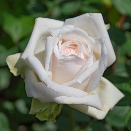 ガーデン オブ ローゼズ｜バラ苗の通販の篠宮バラ園