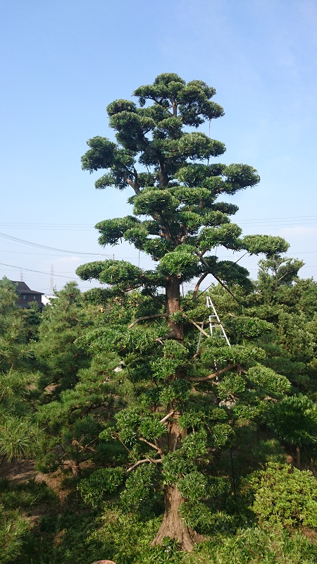 商品紹介（イヌマキ【犬槙】） - 伸松園