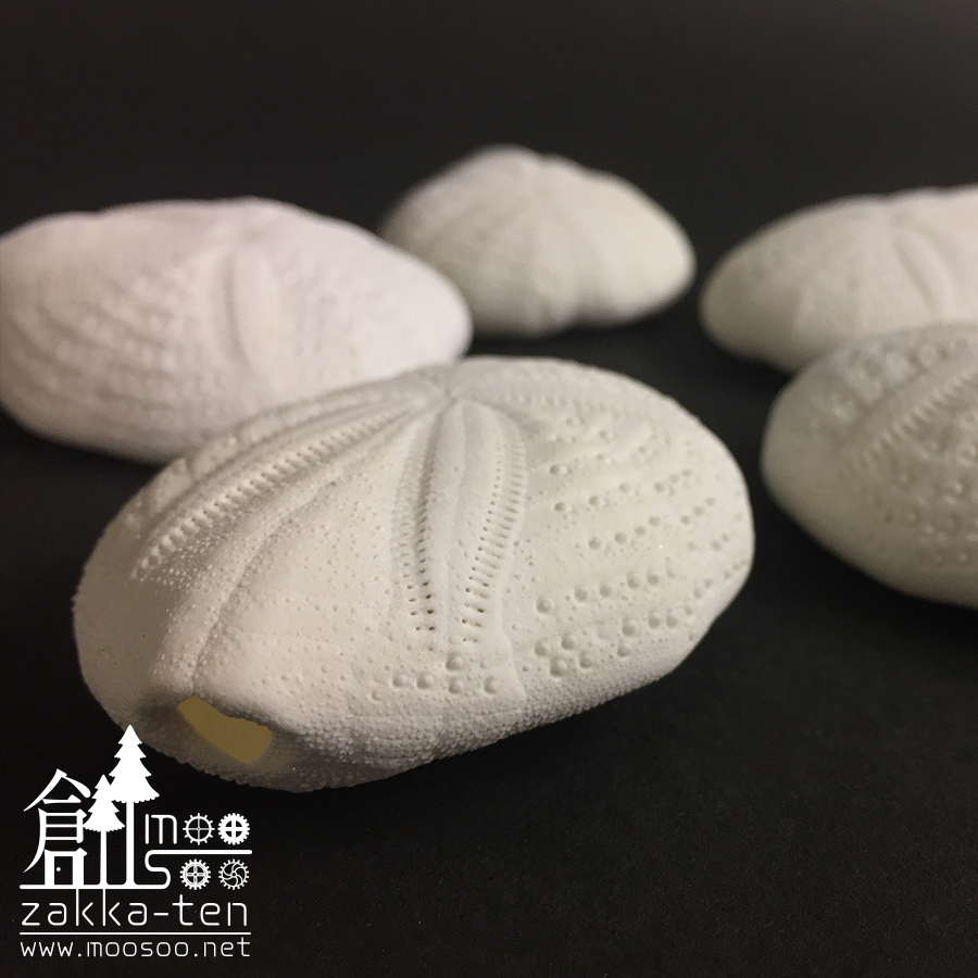 ブンブクの骨格標本 | 博物と古物の奇妙な雑貨店 シュレディンガーの猫