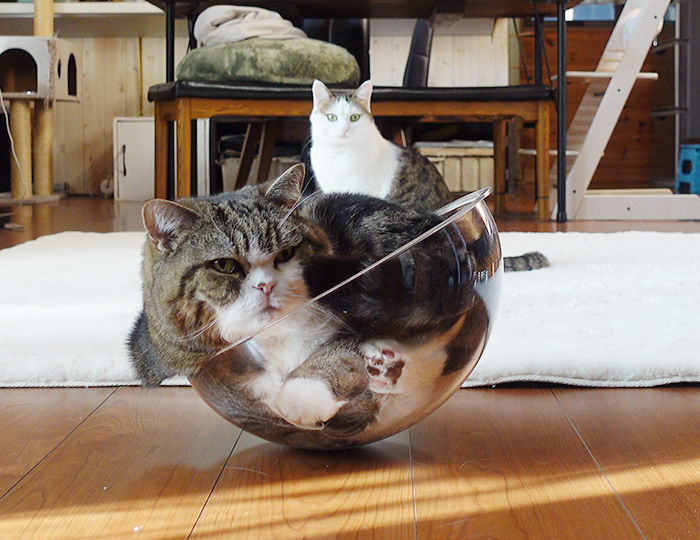 神バランスなまるさん。Maru's excellent balance sense. | 私信 まる