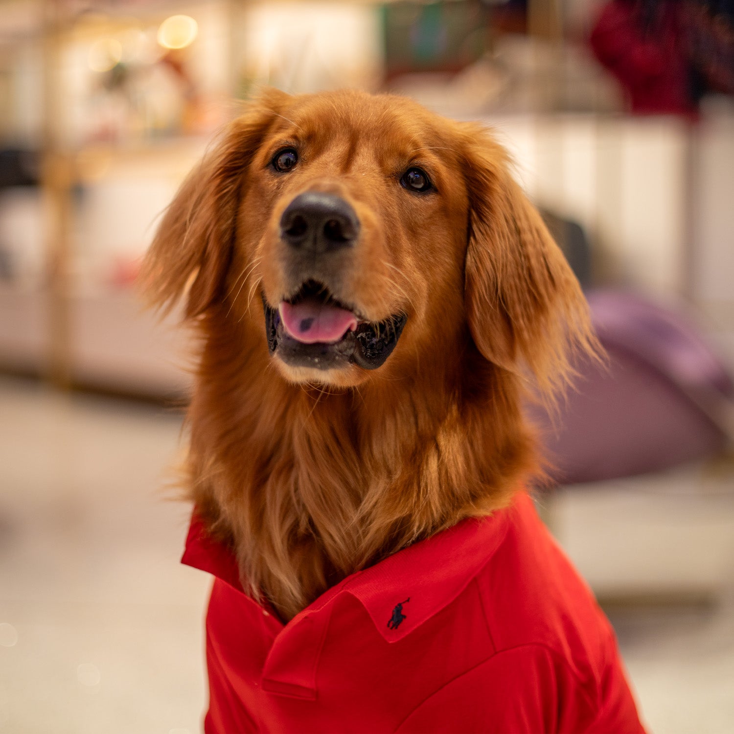 Ralph Lauren Dog Polo