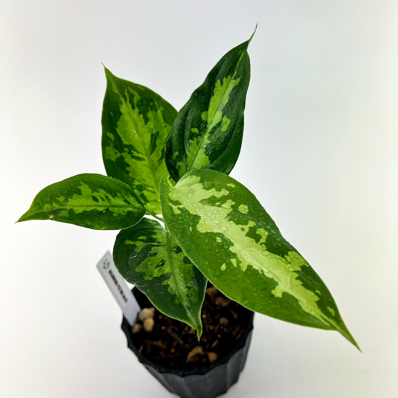 観葉植物 おしゃれ 風水 アグラオネマ ピクタム nias産 - 育種堂