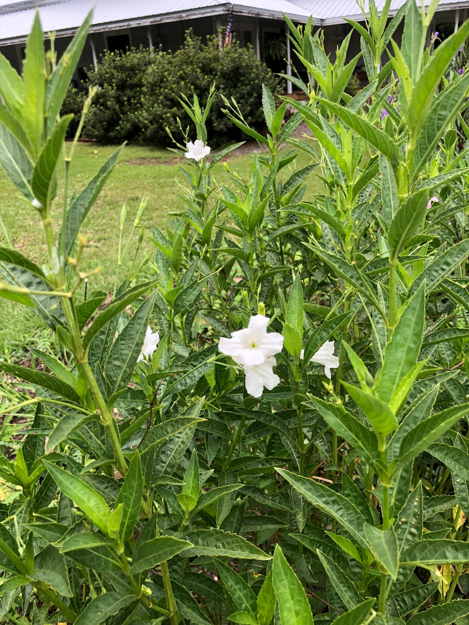 Ruellia metziae White Wild Petunia Quart Plant – Southern Flower