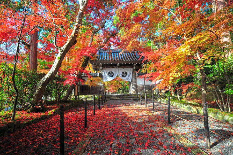 この週末、見頃の紅葉はドコ！？（2018/11/30更新）｜そうだ 京都、行