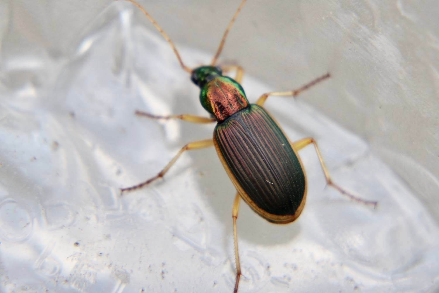 オオキベリアオゴミムシ|スモールズー（生き物Web図鑑）