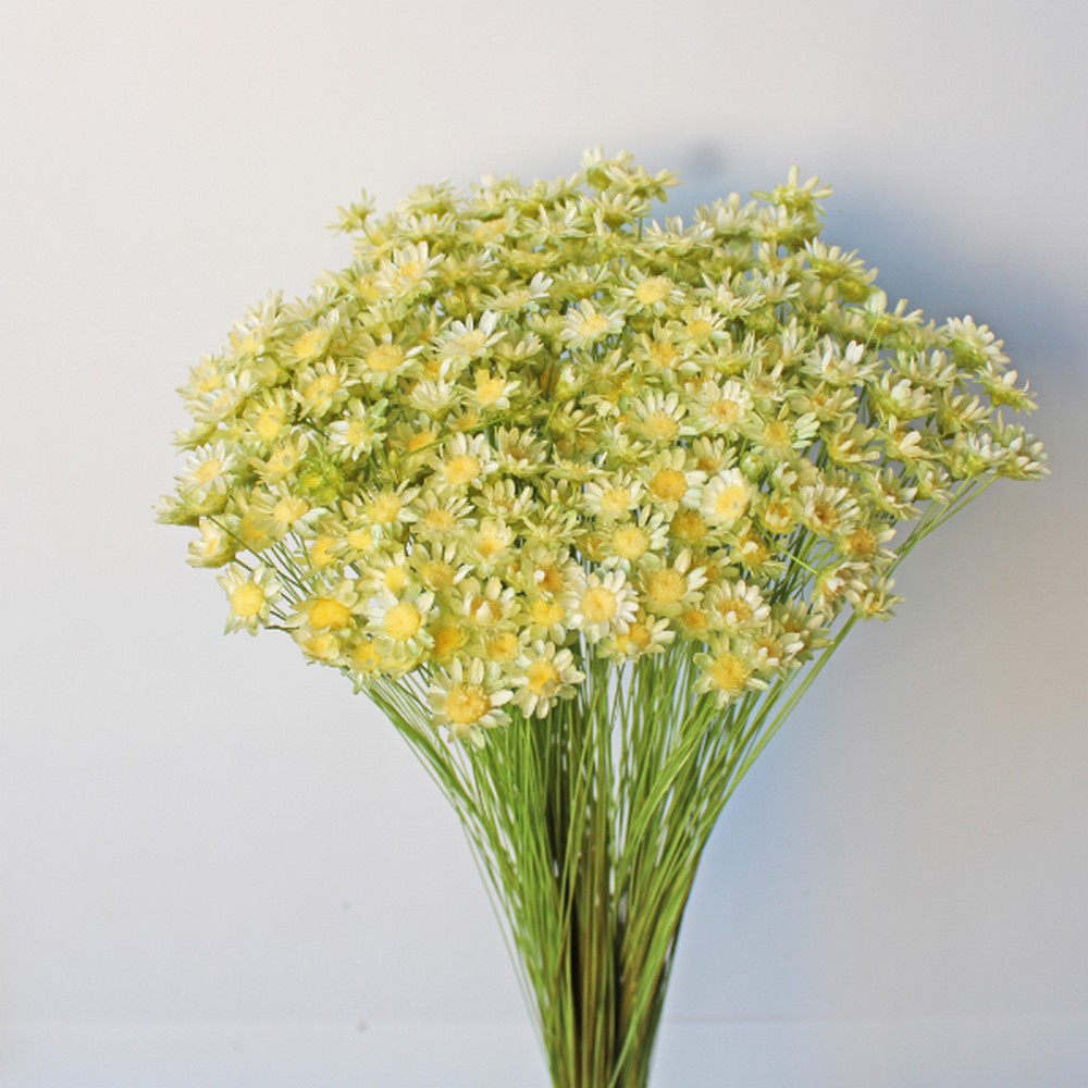 ゆうこりんオーダー 秋冬用 超特大ウォールフラワー114 ゆうこりん