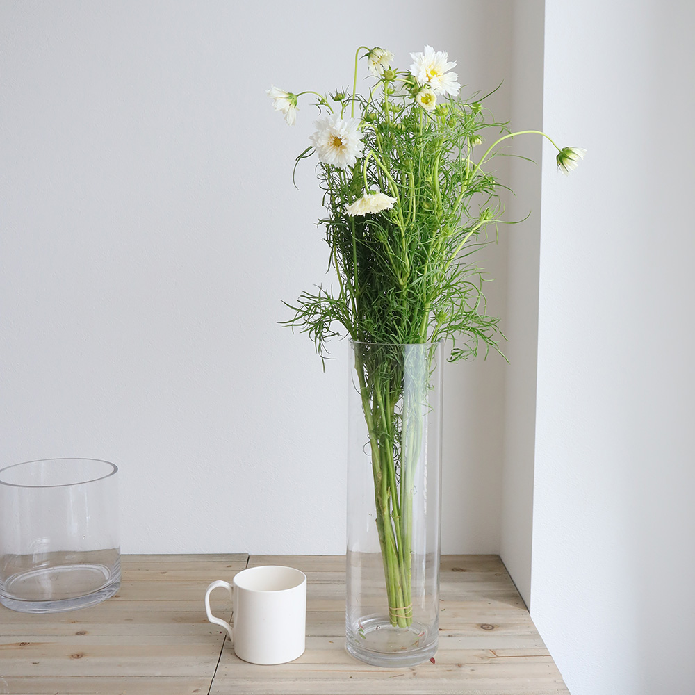 生花】コスモス ホワイトダブルクリック(白八重)青木さん、海保さん他