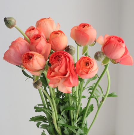 ラナンキュラス | 生花・切り花 通販 - はなどんやアソシエ