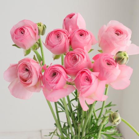 ラナンキュラス | 生花・切り花 通販 - はなどんやアソシエ