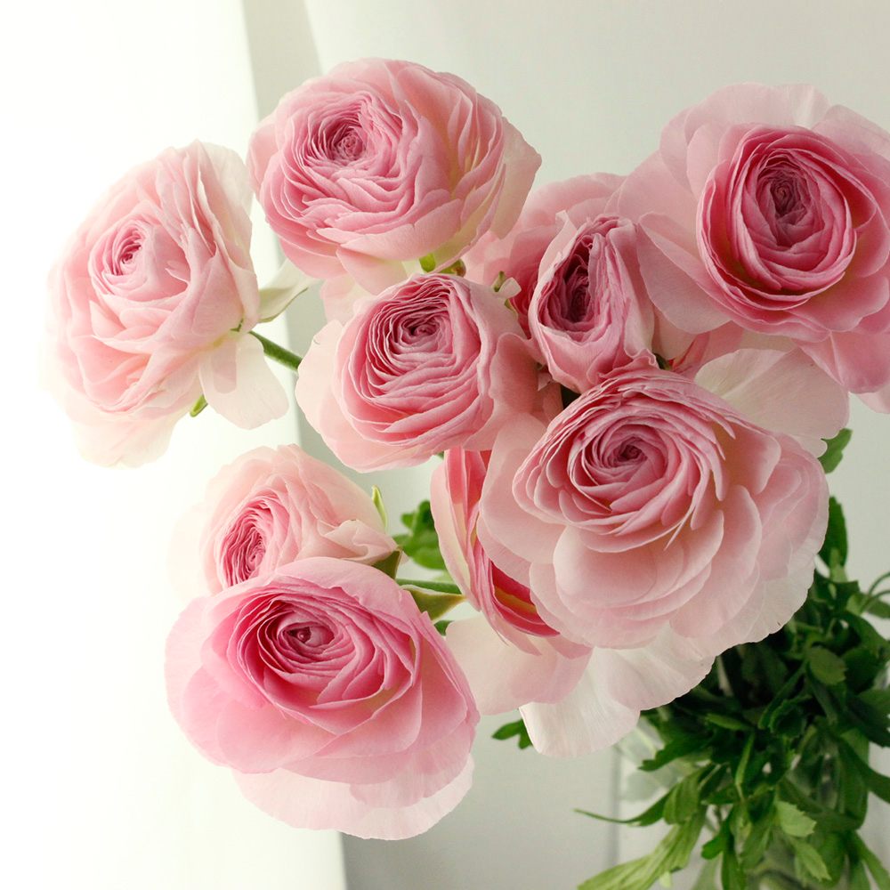 生花】ラナンキュラス パルマドール(淡ピンク) JA高千穂【早締切-50