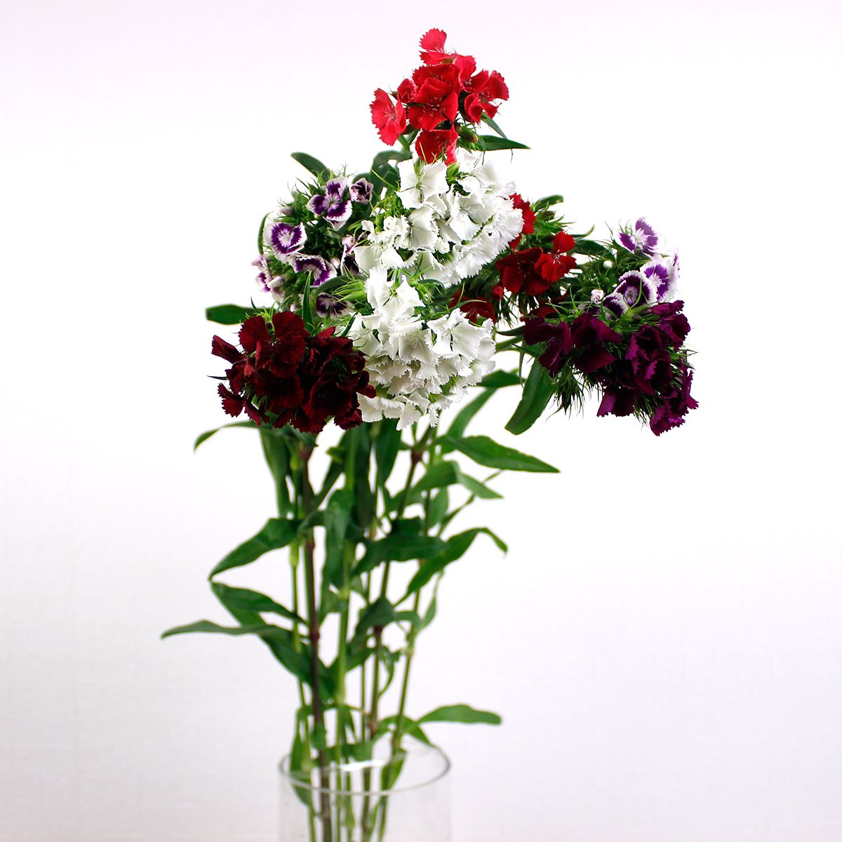 生花】なでしこ スイートピンクマジック 秀70cm【OT】 - 花材通販は