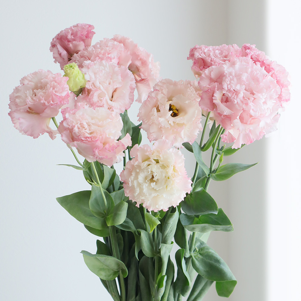 生花】トルコギキョウ (淡ピンク・八重フリンジ)ボヤージュ、セレブ