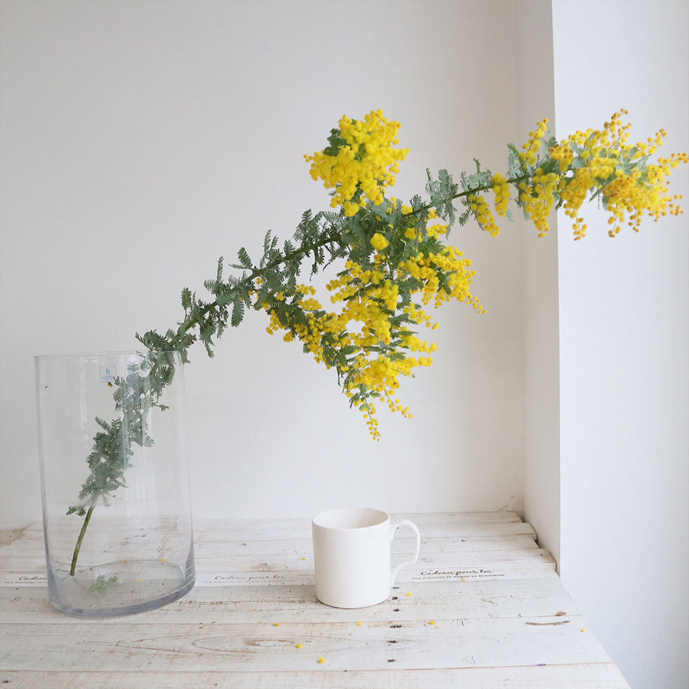 千葉県 ミモザ 銀葉アカシア ロングサイズ - ミモザ（銀葉アカシア