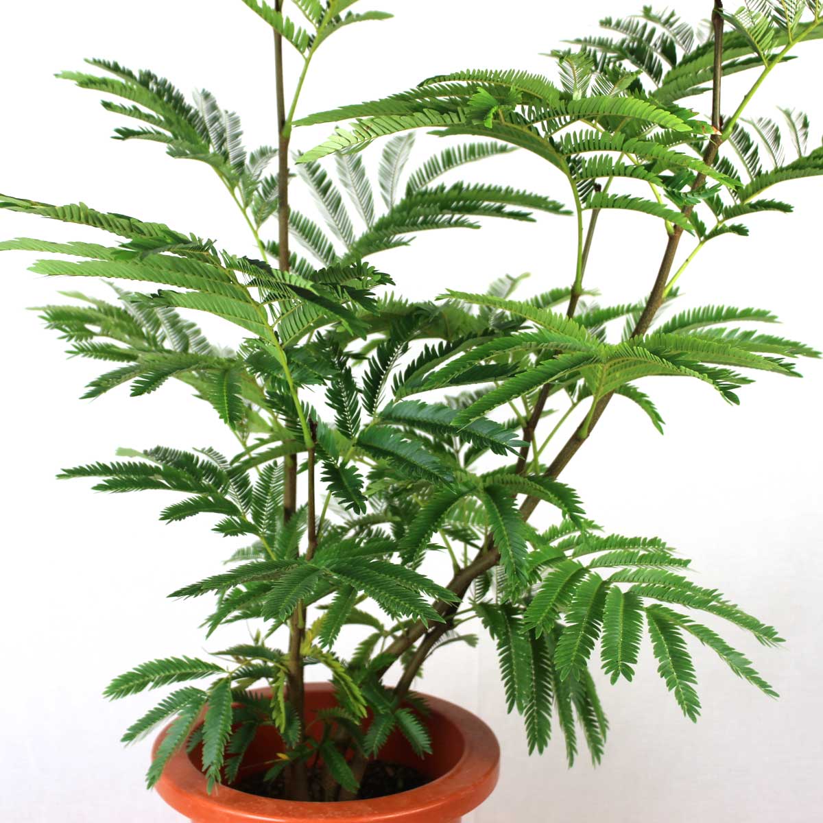 送料無料】【生花/鉢】観葉植物 エバーフレッシュの鉢(7寸鉢)※北海道