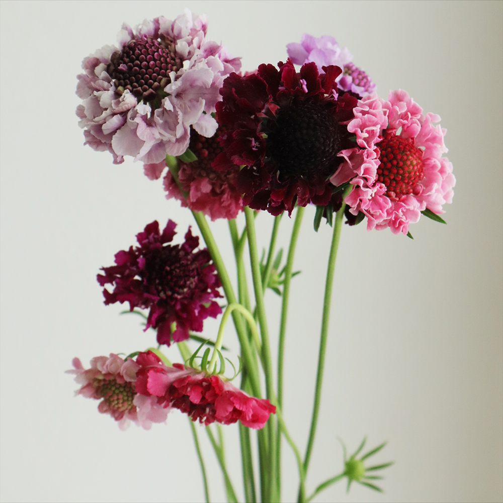 生花】NODAフラワーのスカビオサ:ミックス 40cm程度【早締切-17】 - 花