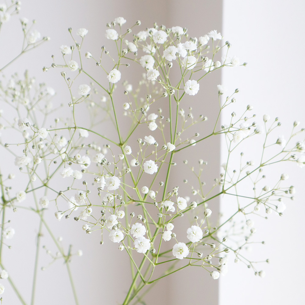 生花】カスミ草 2Lサイズ(ペールスターなど)【OT】 - 花材通販はなどん