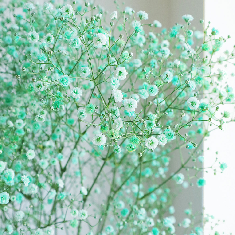 生花】染めカスミ草 萌葱(緑) (国産・60cm)【早締切-75】 - 花材通販は