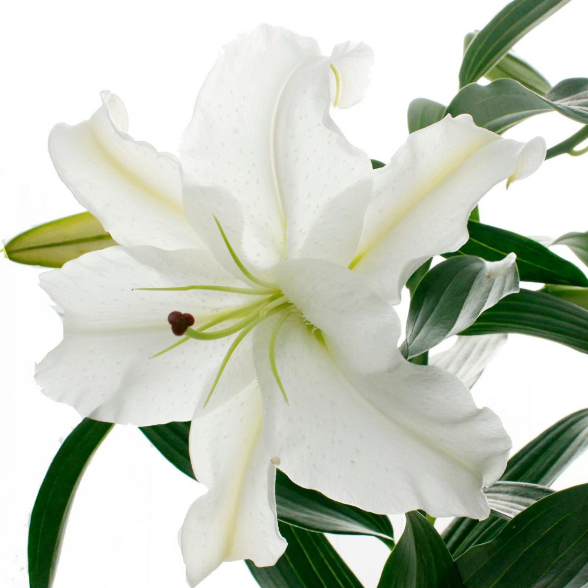 生花】カサブランカ(白)4-5輪 【OR-13】津南、新津さつきほか - 花材