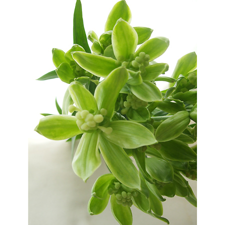 生花】鉄砲ユリ変種 グリーン・リリ・アルプ 3輪〜JA上伊那 長野県