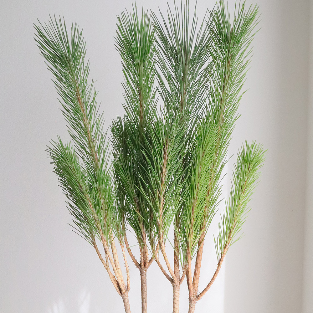 直前1228】門松 - 花材通販はなどんやアソシエ