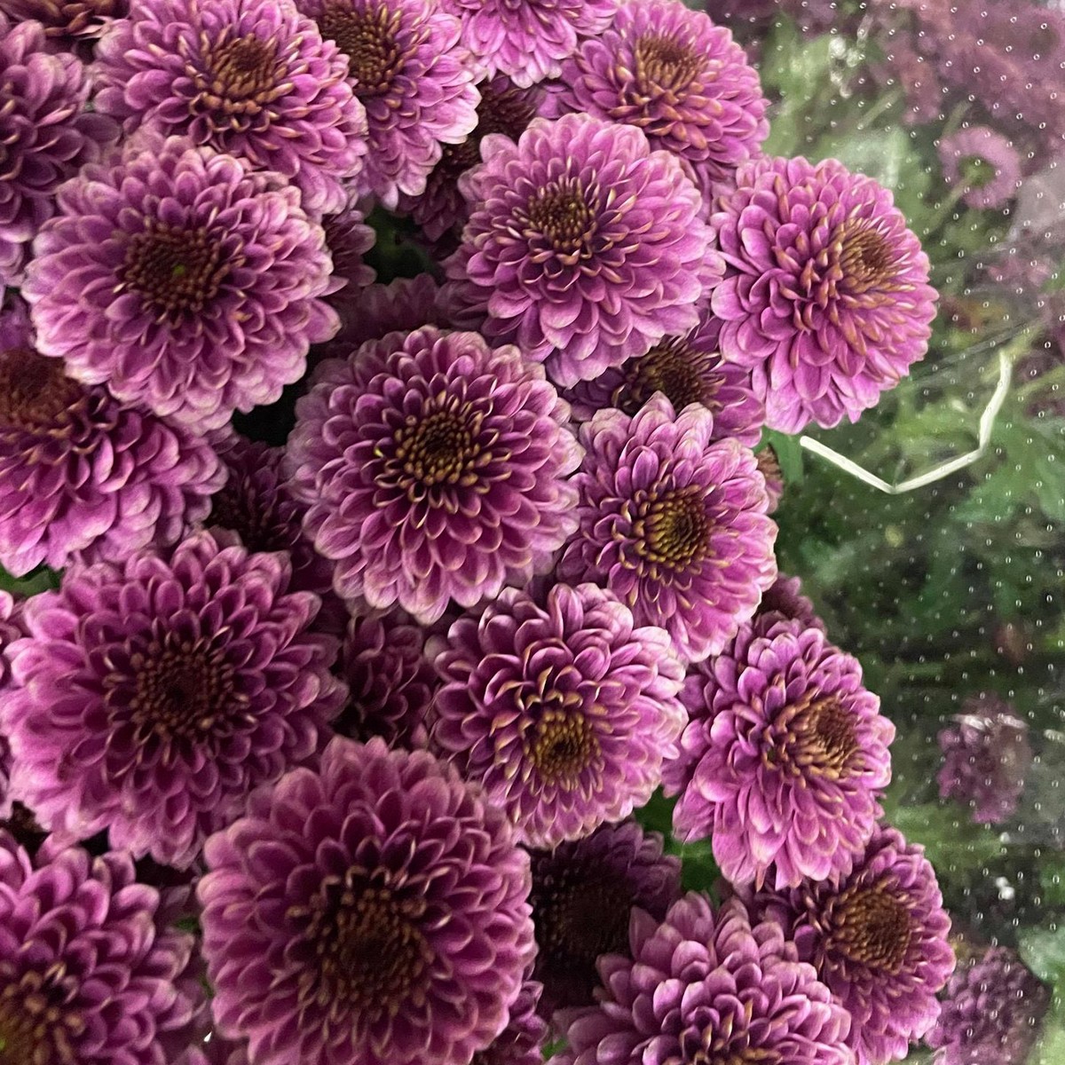 生花】SPマム ドリア (ポンポン パープルピンク):JFDマム 【FJ】 - 花