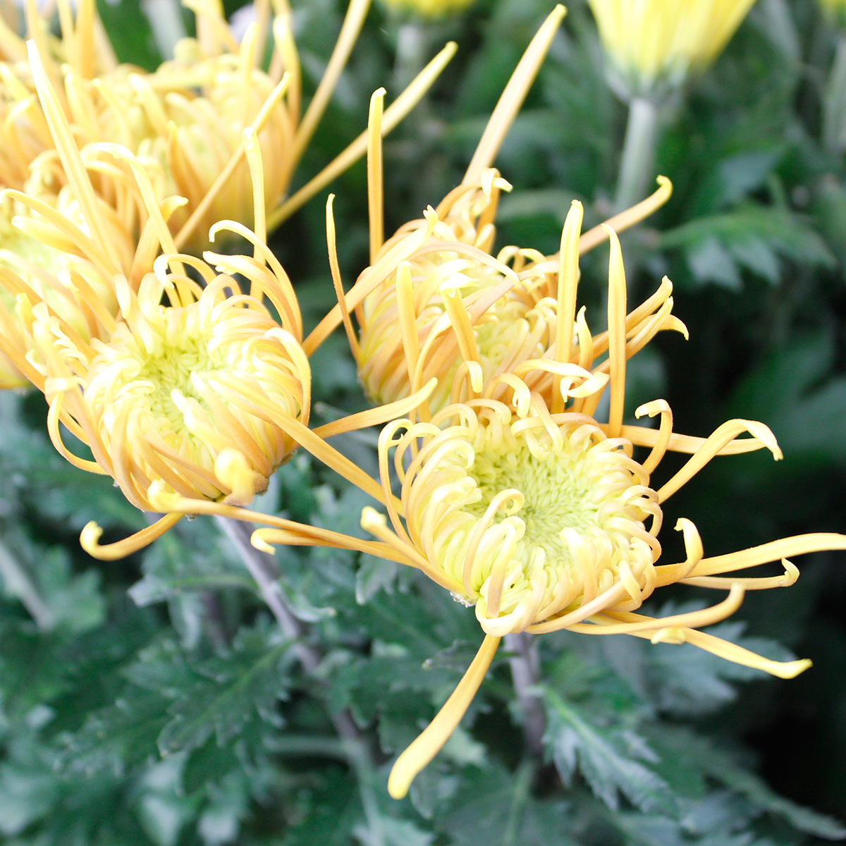 直前!!】糸菊 オレンジ ※品種おまかせ【生花】 - 花材通販はなどんや