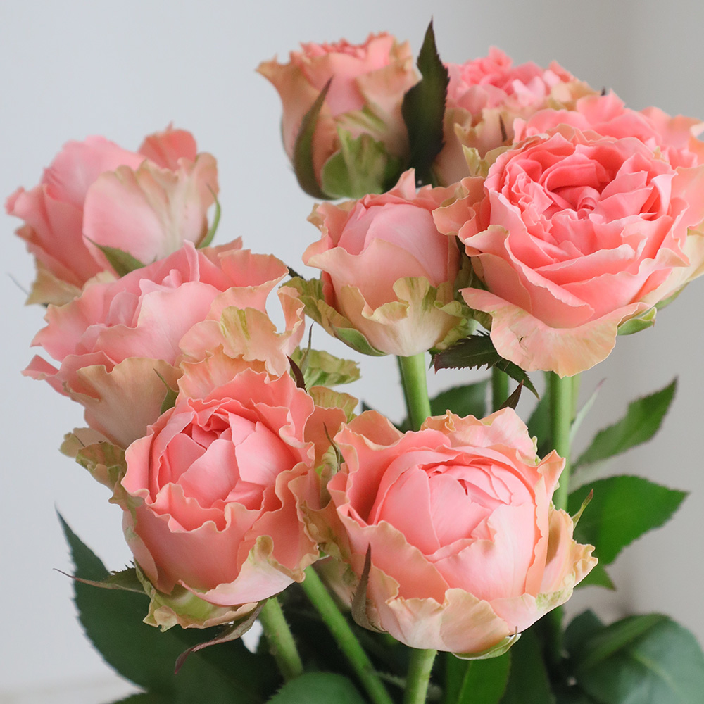 08直前FJ】バラ コーラルガール(ピンク)JAおやま50CM【生花】 - 花材