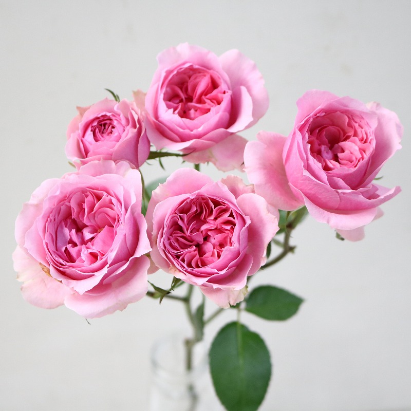 生花】初入荷!SPバラ ストロベリーカメレオン(ピンク大輪系)ひまわり