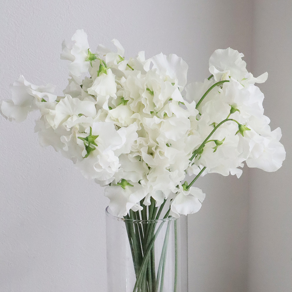 直前】スイトピー(白) - 花材通販はなどんやアソシエ