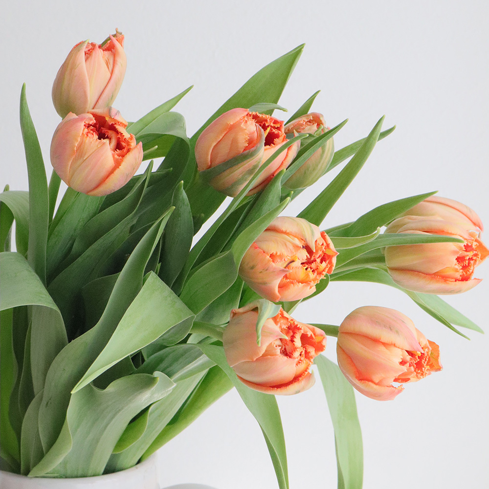 08直前】チューリップ ロイヤルセンテニアル(オレンジフリンジ八重