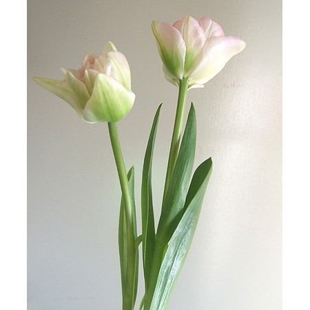 生花】チューリップ アンジェリケ(ピンク八重)☆今週のオトク! - 花材