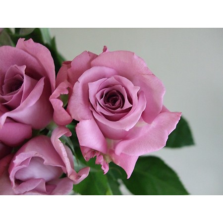 生花】バラ パープルレイン(うす紫)40センチ〜:今週のオトク! - 花材