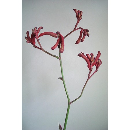 生花】カンガルーポー レッド:今週のオトク - 花材通販はなどんやアソシエ