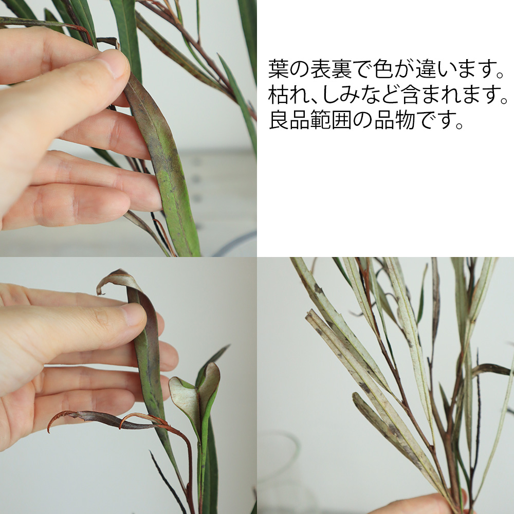 直前!!!】グレビレア アスプレニフォリア(細葉)【OR-83】 - 花材通販は