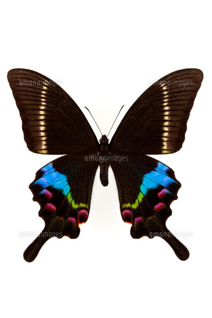 タカネクジャクアゲハ[02022349044]の写真・イラスト素材｜アマナ