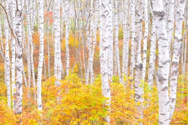 秋の白樺林[10552000116]の写真・イラスト素材｜アマナイメージズ