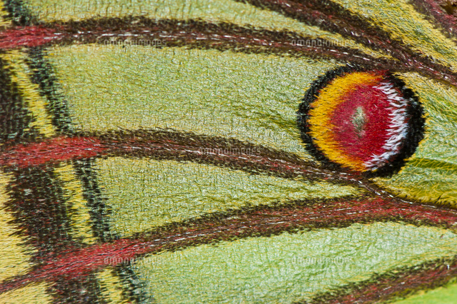 イザベラミズアオ[11110000851]の写真・イラスト素材｜アマナイメージズ