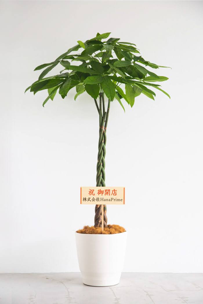 観葉植物 パキラ（10号鉢）｜HanaPrime（ハナプライム）