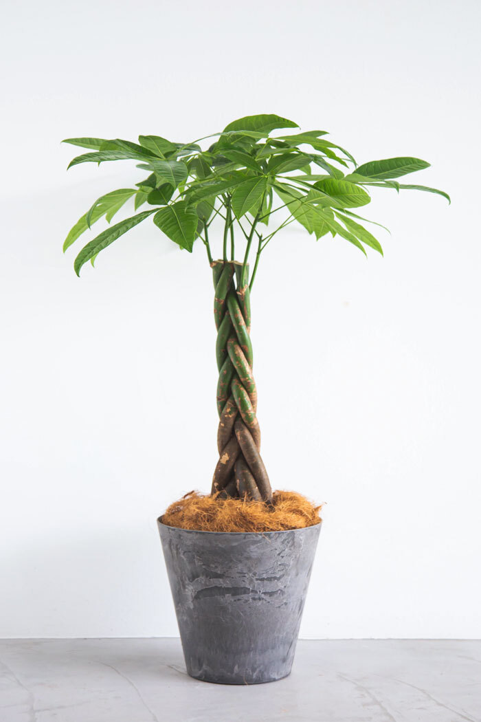 観葉植物 パキラ（8号鉢）｜HanaPrime（ハナプライム）