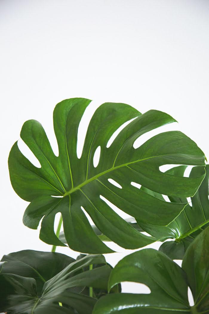 観葉植物 モンステラ（8号鉢）｜HanaPrime（ハナプライム）