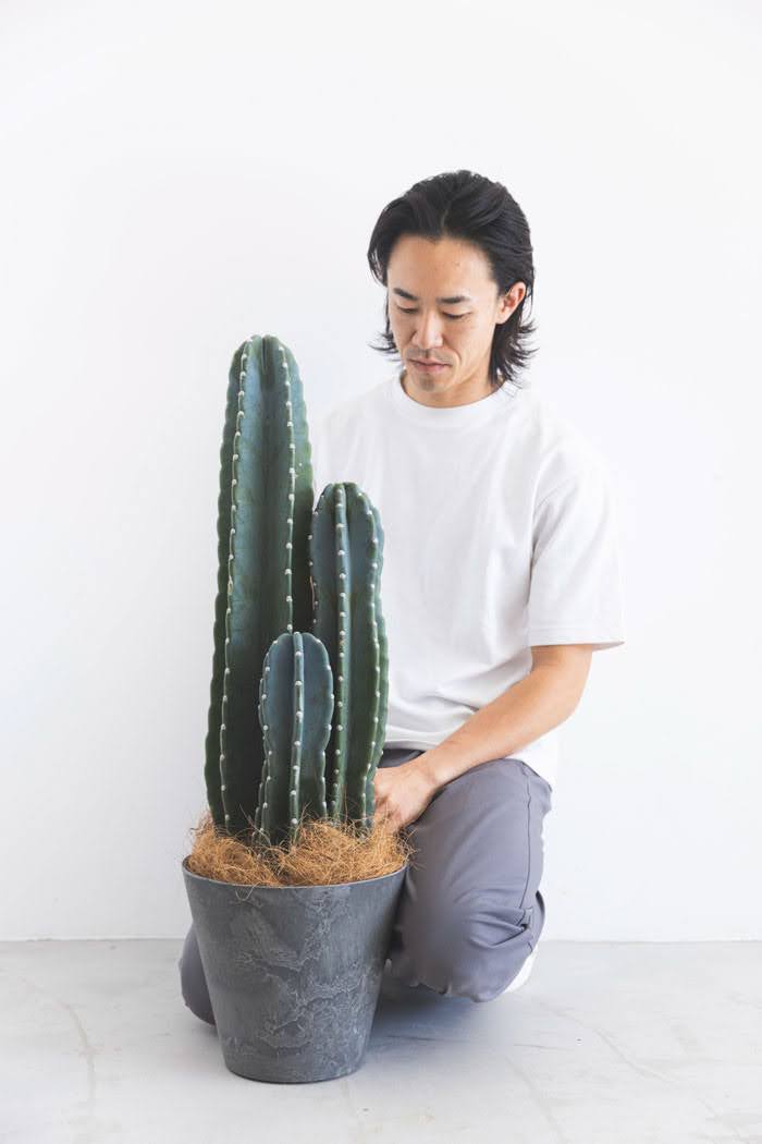 観葉植物 柱サボテン（8号鉢）｜HanaPrime（ハナプライム）