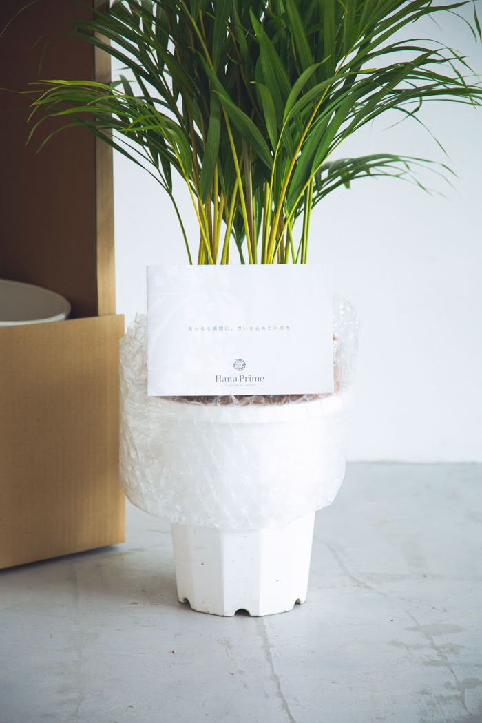 観葉植物 アレカヤシ（8号鉢）｜HanaPrime（ハナプライム）