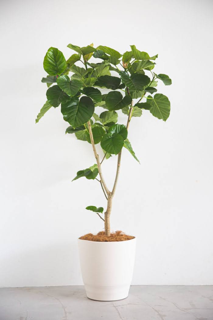 観葉植物 フィカス ウンベラータ（10号鉢）｜HanaPrime（ハナプライム）