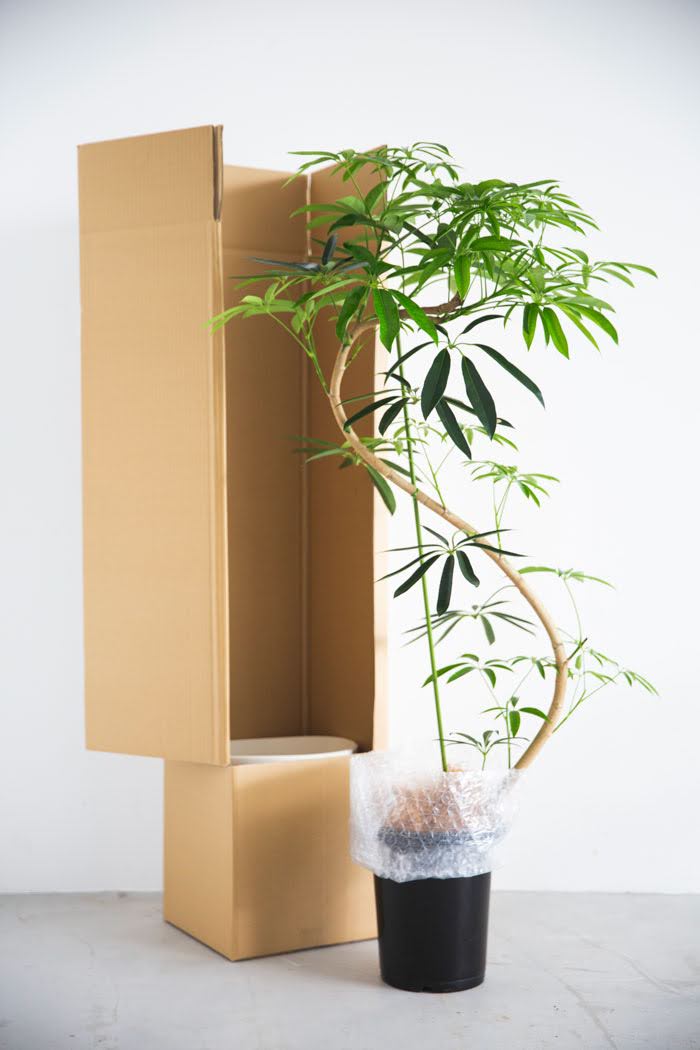 観葉植物 シェフレラ・アンガスティフォリア 曲がり（8号鉢